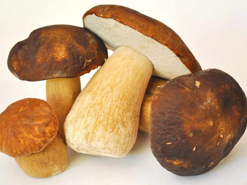 Funghi Porcini